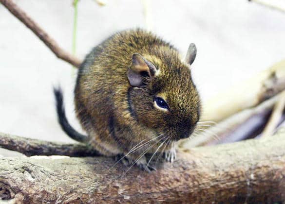 動物図鑑・デグー